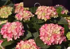 Hi Canal is available in both pink and purple. This variety is also re-blooming. Thereby it is a fast bloomer, in already 8-9 weeks there are beautiful flowers on it.